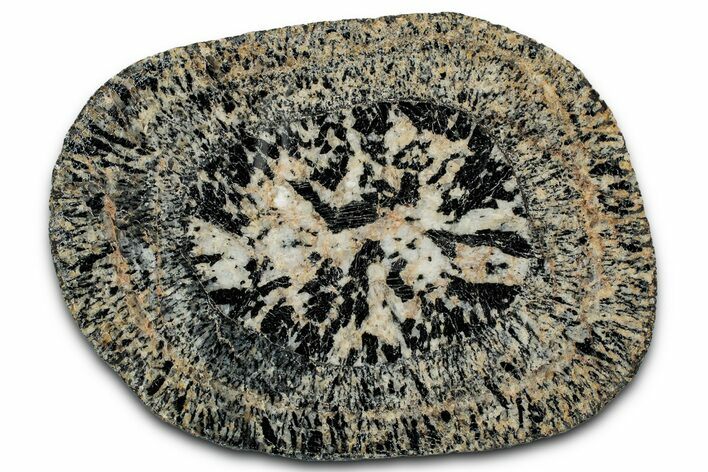 Polished Orbicular Granite Section - Western Australia #353171